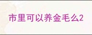 市里可以养金毛么