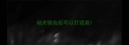 幼犬驱虫后可以打疫苗