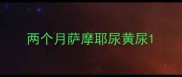 两个月萨摩耶尿黄尿