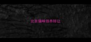 北京猫咪领养转让