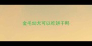 金毛幼犬可以吃饼干吗