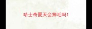 哈士奇夏天会掉毛吗