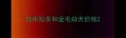 拉布拉多和金毛幼犬价格