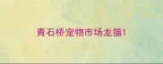 青石桥宠物市场龙猫