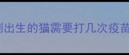 刚出生的猫需要打几次疫苗
