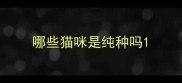 哪些猫咪是纯种吗