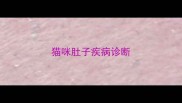 猫咪肚子疾病诊断