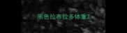 黑色拉布拉多体重