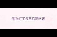 狗狗打了疫苗后啊吃饭