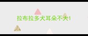 拉布拉多犬耳朵不大