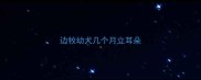 边牧幼犬几个月立耳朵