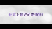 世界上最好的宠物狗
