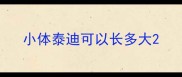小体泰迪可以长多大