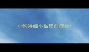 小狗得细小临死前症状