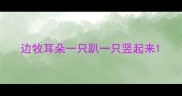 边牧耳朵一只趴一只竖起来