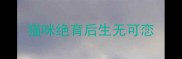猫咪绝育后生无可恋