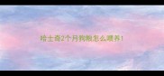 哈士奇2个月狗粮怎么喂养