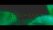为什么猫咪喜欢盒子
