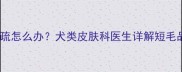 哈士奇毛发稀疏怎么办犬类皮肤科医生详解短毛品种护理指南