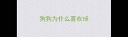 狗狗为什么喜欢球