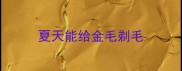 夏天能给金毛剃毛