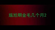 尴尬期金毛几个月