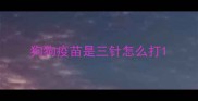 狗狗疫苗是三针怎么打