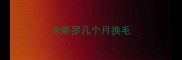 卡斯罗几个月换毛