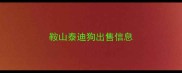 鞍山泰迪狗出售信息
