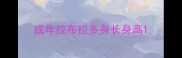 成年拉布拉多身长身高
