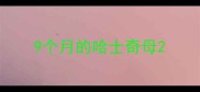 9个月的哈士奇母