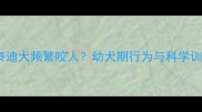 两个月泰迪犬频繁咬人幼犬期行为与科学训练指南