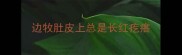 边牧肚皮上总是长红疙瘩