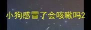 小狗感冒了会咳嗽吗