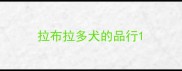 拉布拉多犬的品行