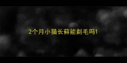 2个月小猫长藓能剃毛吗