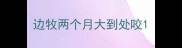 边牧两个月大到处咬