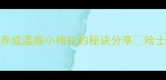 大型哈士奇训练全攻略3个月养成温顺小棉袄的秘诀分享哈士奇训练攻略宠物训练大型犬养护