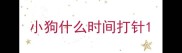 小狗什么时间打针