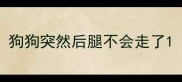 狗狗突然后腿不会走了