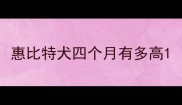 惠比特犬四个月有多高