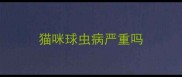 猫咪球虫病严重吗