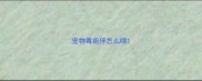 宠物毒痢停怎么喂