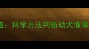 三个月边牧训练全攻略科学方法判断幼犬懂事程度及行为矫正指南