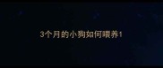 3个月的小狗如何喂养