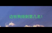 边牧狗排到第几名