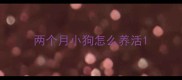 两个月小狗怎么养活