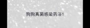 狗狗真菌感染药浴