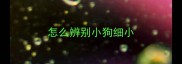 怎么辨别小狗细小