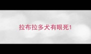 拉布拉多犬有眼死